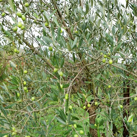 Ferienhaus Farmhouse Passignano Near Lake Trasimeno, Cleaning Included